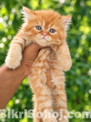 Parsiyan Cat